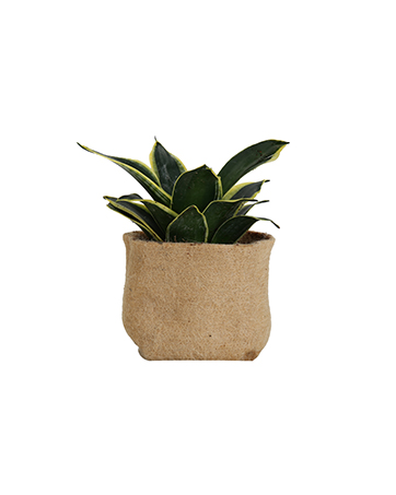 jute fiber grow pot made with biodegradable material