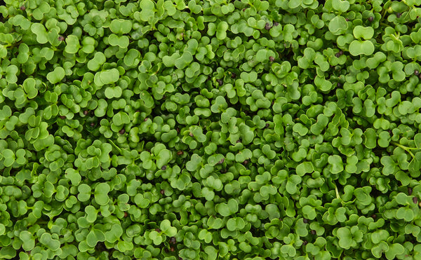 micro greens